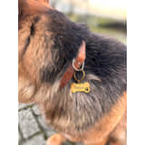 Charlery Hondenpenning Bassie Goud