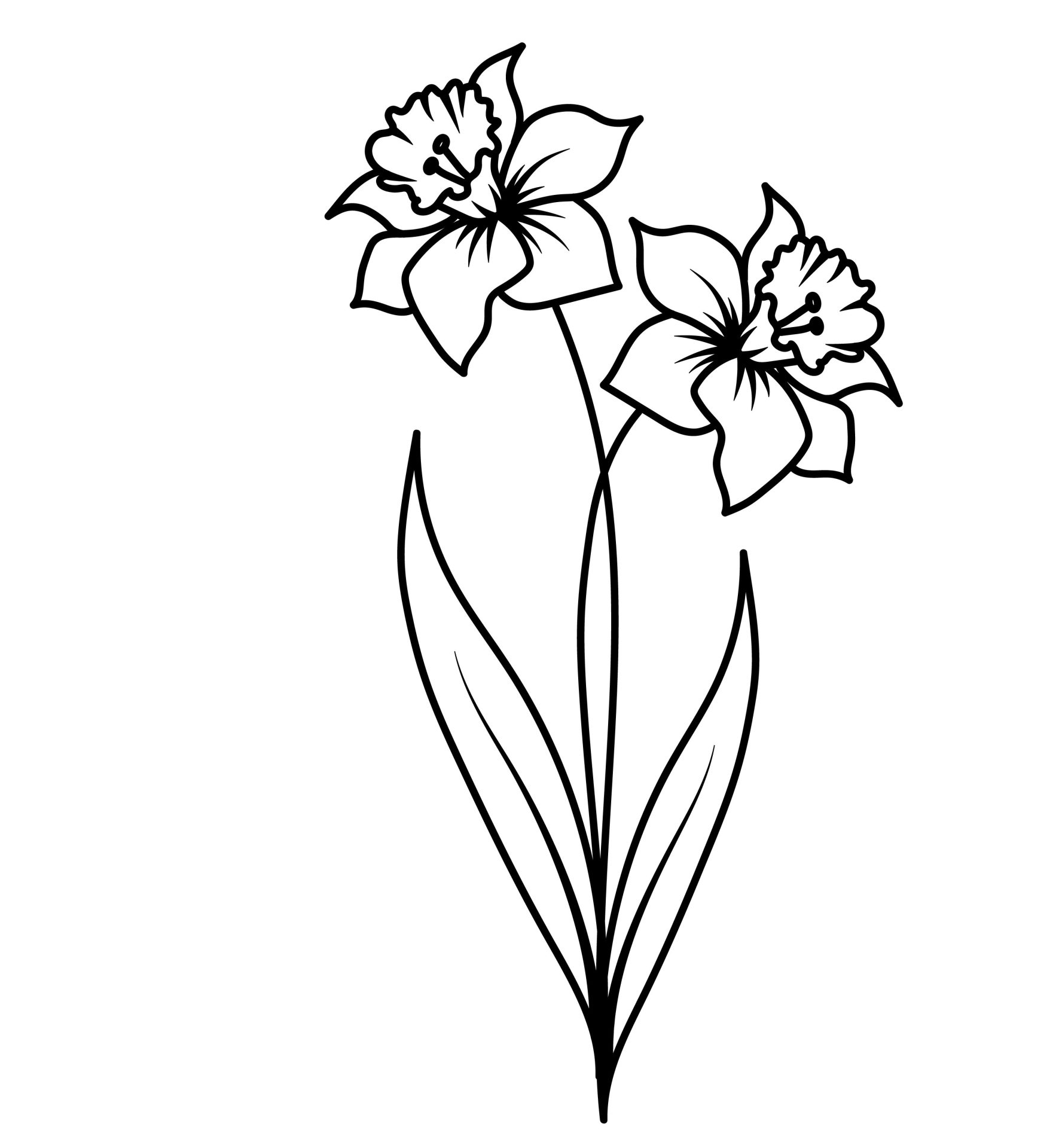 December - Narcis