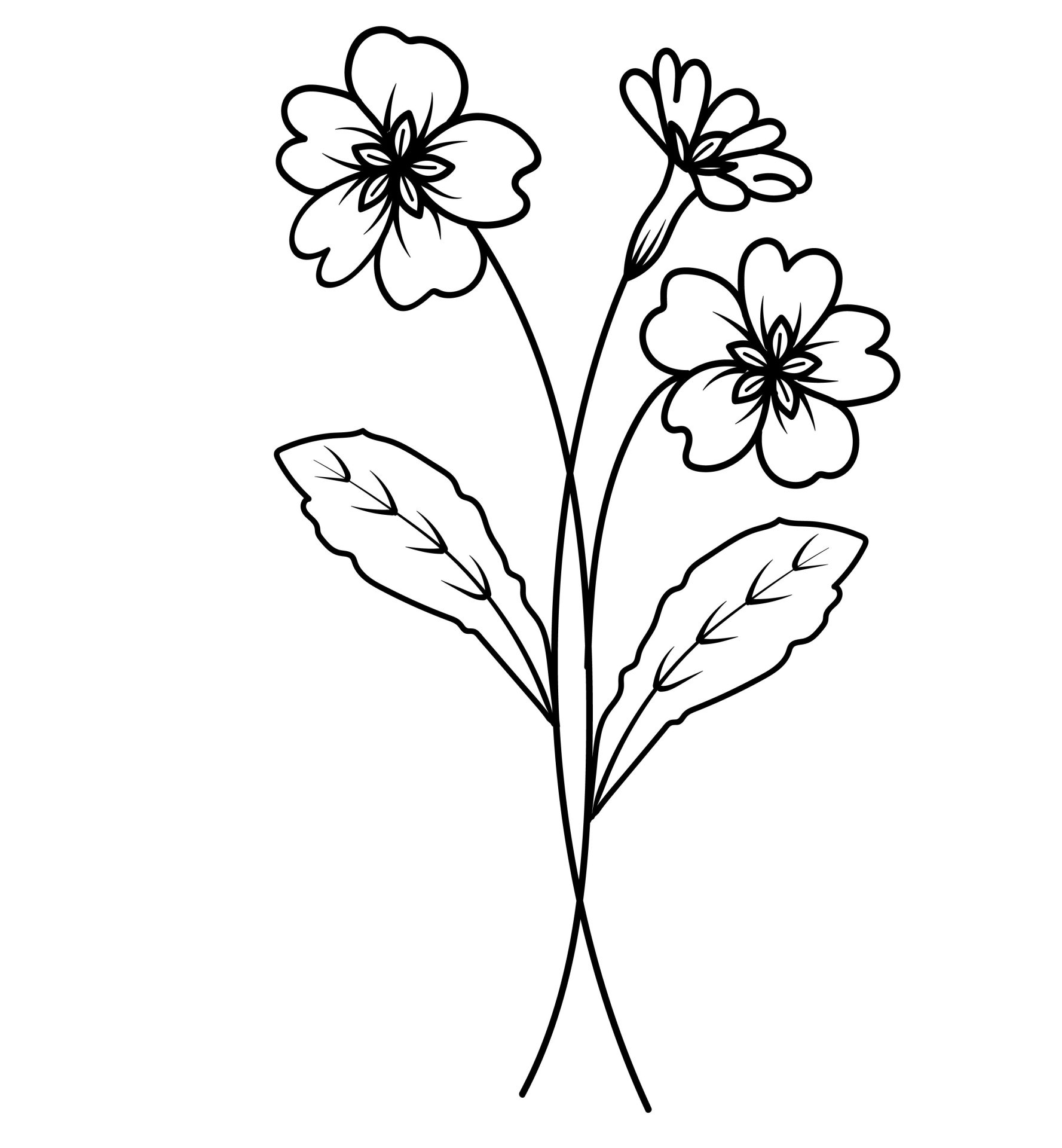 Februari - Primula