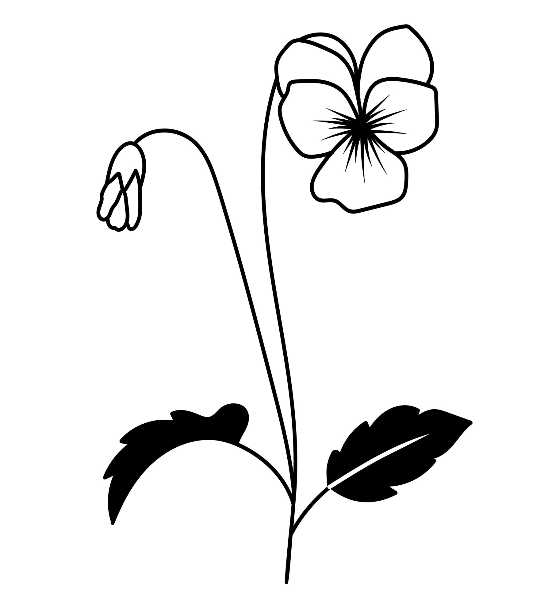 Februari - Viooltje
