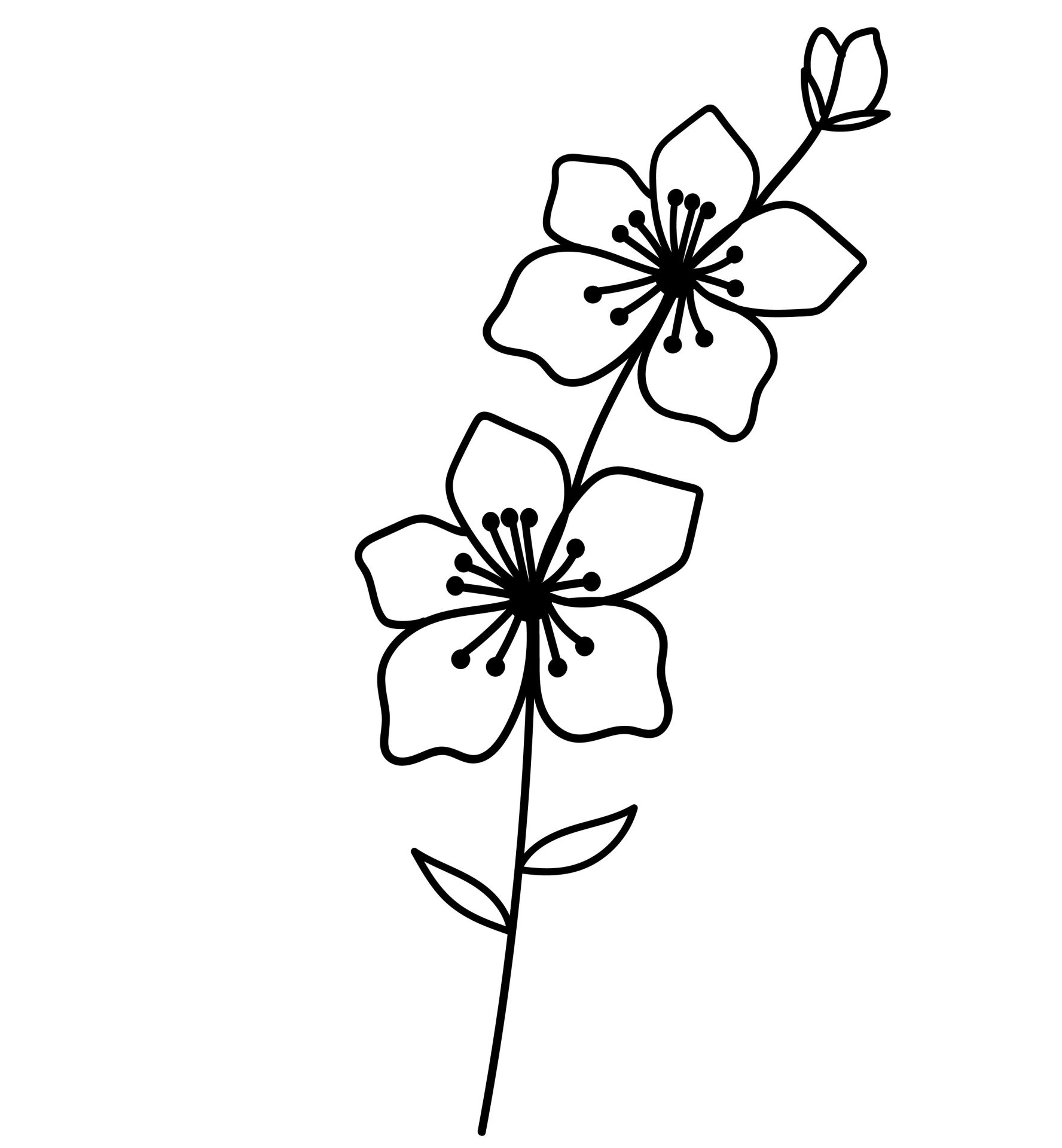 Maart - Kersenbloesem