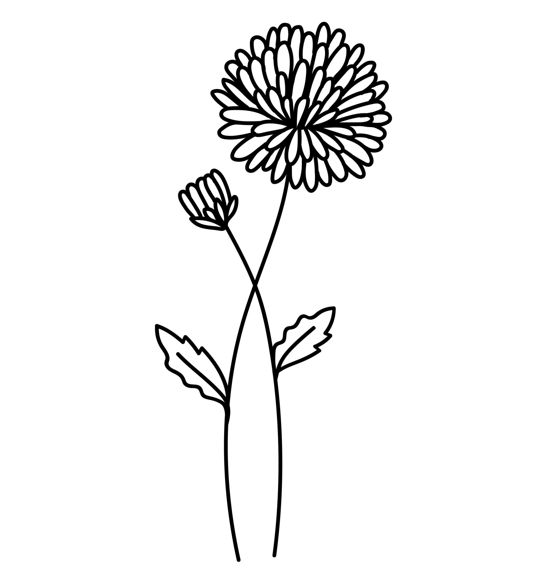November - Chrysant
