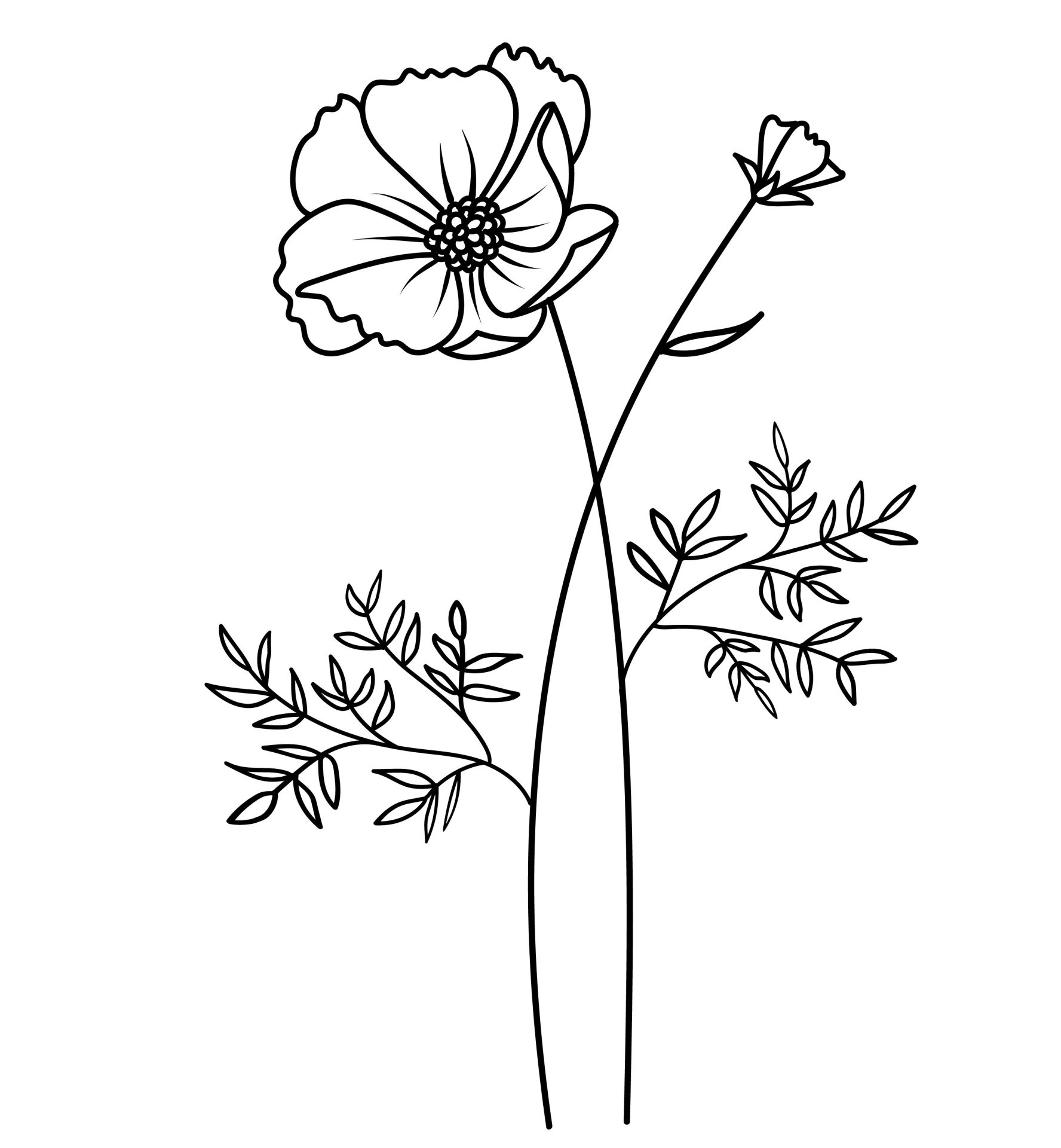 Oktober - Cosmea