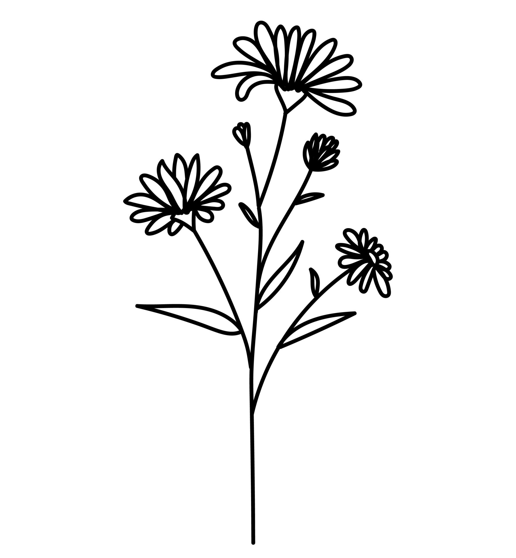 September - Aster